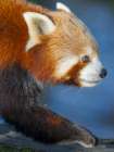 Red Panda or Lesser Panda in Hellabrunn Zoo in Munich. Germany, Munich Art Print